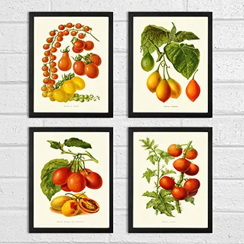 Kitchen Wall Art Tomato Botanical Print Set of 4 Prints Beautiful Sprint Summer Vegetable Garden Plants Room Decor IH