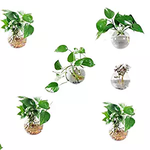 Pack of 6 Glass Planters Wall Hanging Planters Round Glass Plant Pots Hanging Air Plant Pots Flower Vase Air Plant Terrariums Wall Hanging Plant Container, 12 cm Diameter
