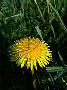 Home Comforts Dandelion Lawn Care Lawn Summer Grass Wildflower Vivid Imagery Laminated Poster Print 24 x 36