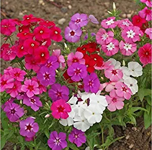 Annual Phlox Mix Seeds Red Violet White Pink Flowers bin209 (15K Seeds, or 1 Ounce)