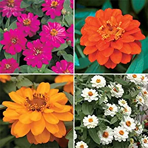 Park Seed Profusion Double Mix Zinnia Seeds