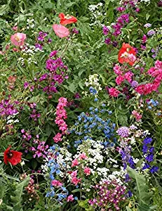 Part Shade Wildflower Mix Annual/Perennial Butterfly Attracting Blend ST05 (2.25 Million Seeds, or 5LB)