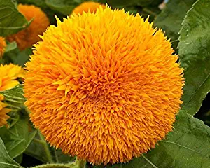 Annual Flower Seeds List zellajake Collection Selection Wildflower Butterfly (Sunflower Teddy Bear 40)