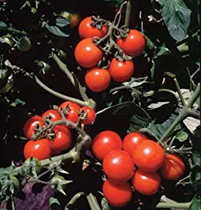 David's Garden Seeds Tomato Cherry Washington SV764 (Red) 50 Non-GMO, Organic Seeds