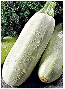 Seeds Vegetable Squash Zucchini White-fetal. Bush Organic from Ukraine 3 Grams