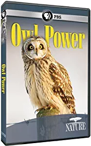 Nature: Owl Power